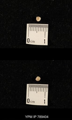undet. Bryozoa