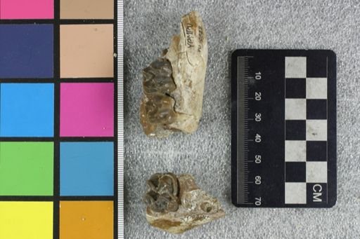 Heptacodon quadratus