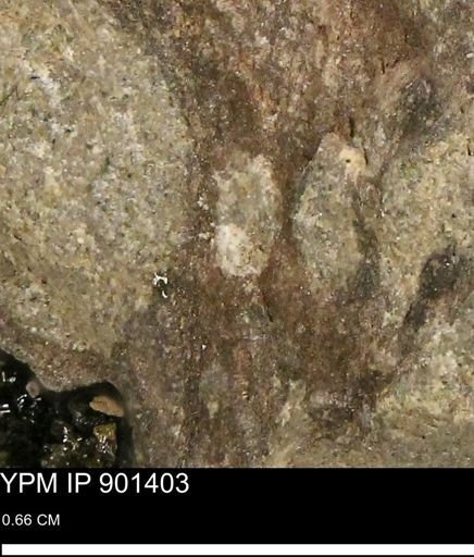 Teredo sp.