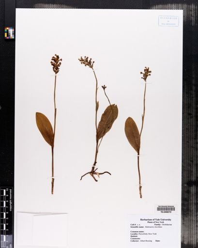 Habenaria clavellata