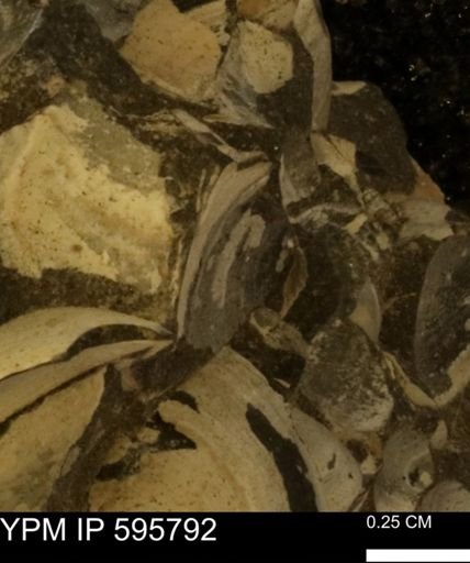 Protocardia sp.