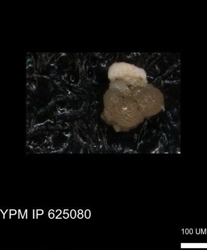 undet. Foraminiferida