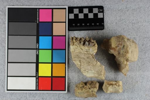 Paramerycoidodon major