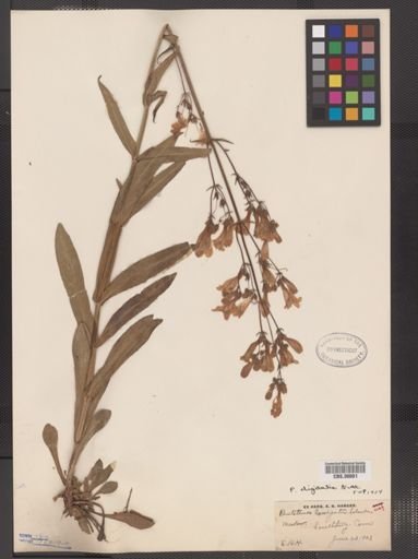 Penstemon digitalis