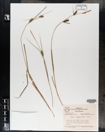 Plantae