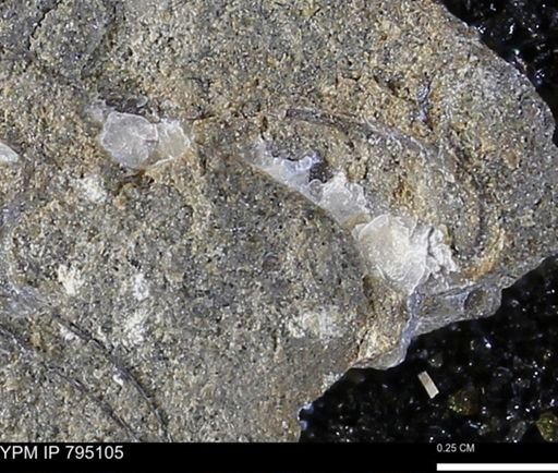 undet. Bivalvia