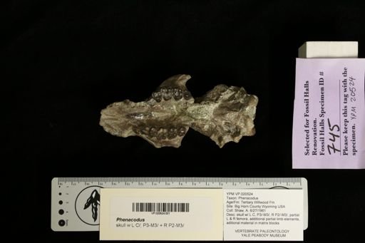 Phenacodus