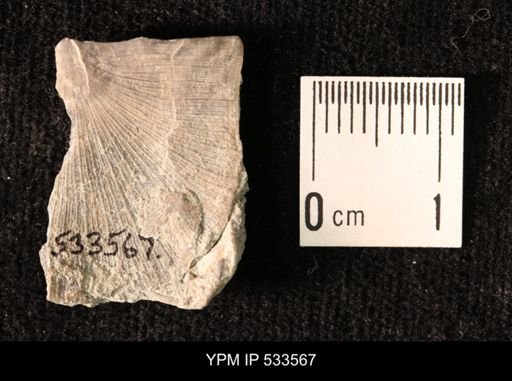 Strophomena sp.