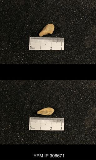 Phestia bellistriata
