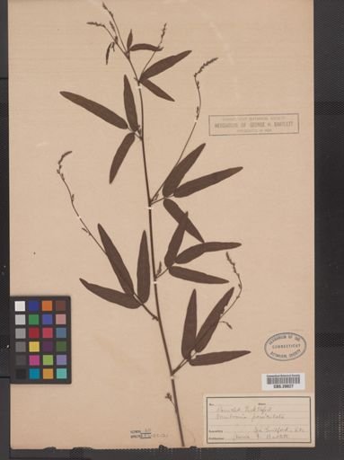 Desmodium paniculatum