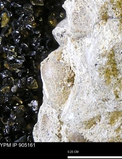 Protocardia sp.