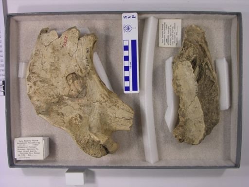 Teleoceras fossiger