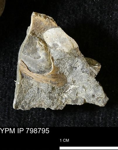 undet. Mollusca