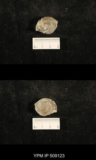 Paraliospira helena