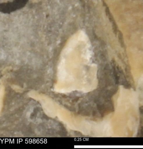 undet. Mollusca