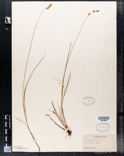 Carex straminea
