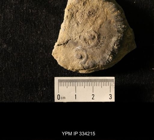 Agelacrinites pileus