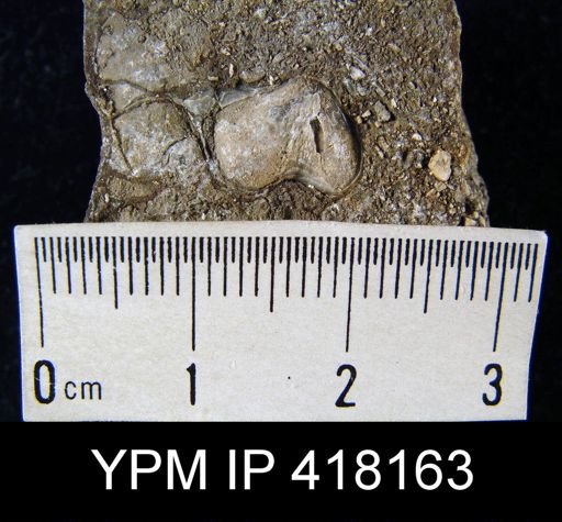 Productus tartaricus?