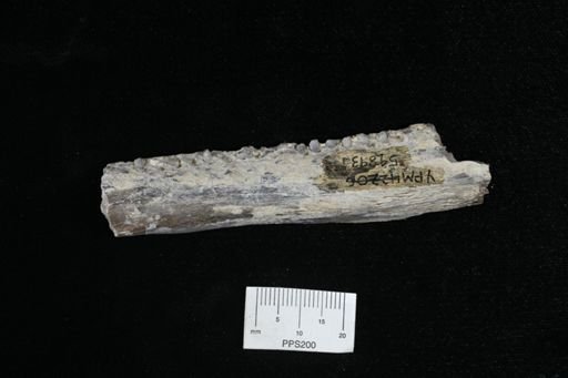 Protosphyraena sp.