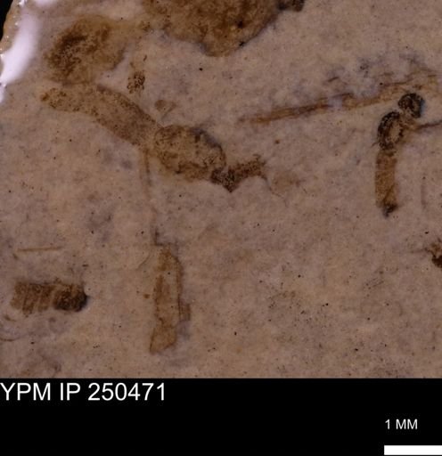 undet. Tipulidae