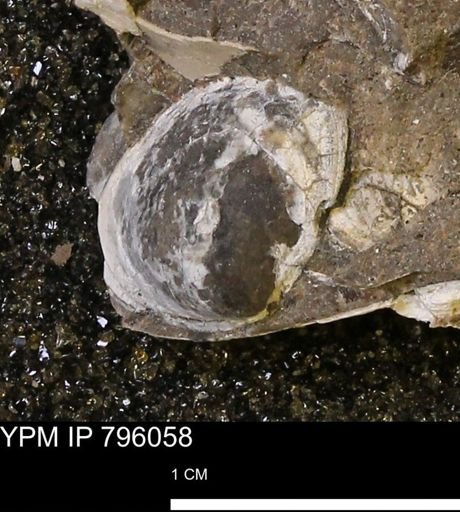 Spisula elliptica