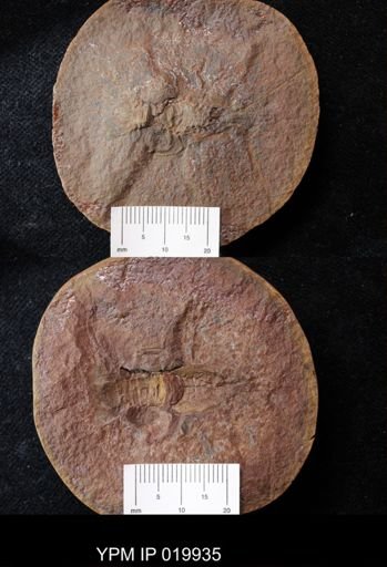 Pygocephalus gracilis