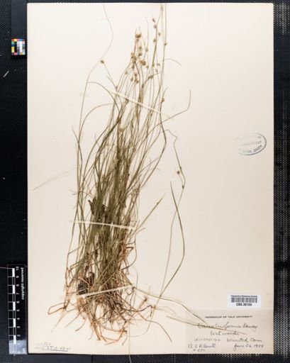Carex trisperma