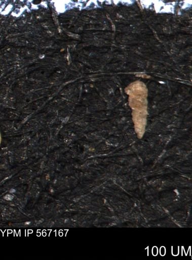 Foraminiferida
