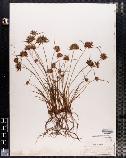 Cyperus filiculmis