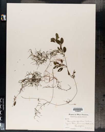 Potamogeton spirillus