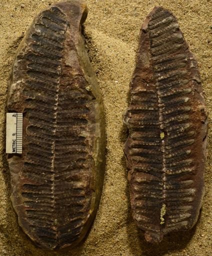 Pecopteris oreopteridia