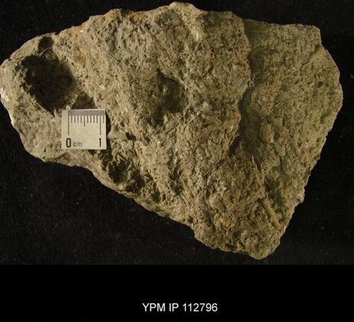 Cyclora minula
