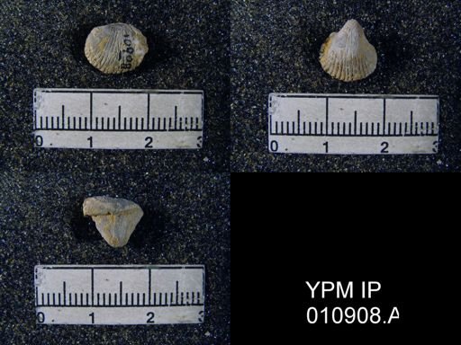 Meekella attenuata
