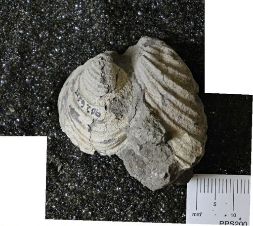 undet. Inoceramidae