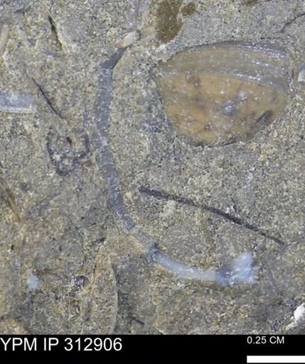 undet. Bivalvia