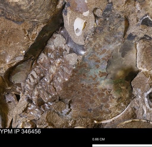 undet. Sphenodiscidae