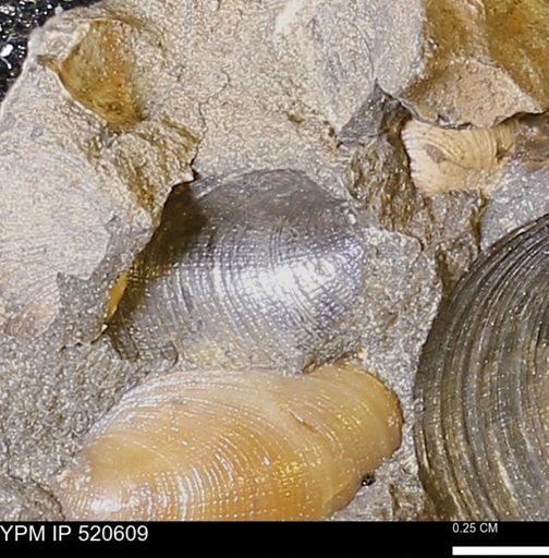 Ellipsocephalus hoffi