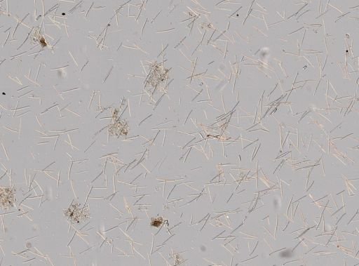 Lissodendoryx cf. isodictyalis