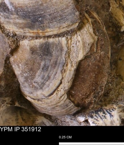 Limopsis striatopunctatus