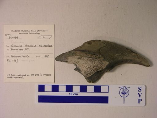 Edaphodon sp.