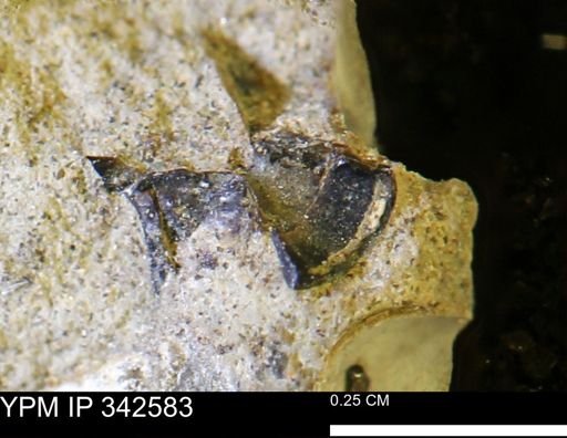 fish vertebrae