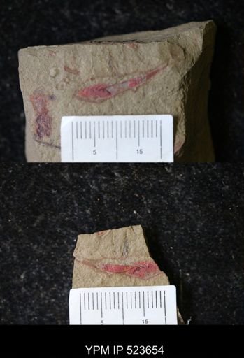 undet. Arthropoda