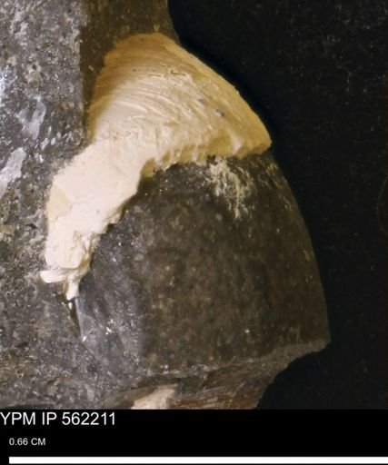 Limopsis striatopunctatus