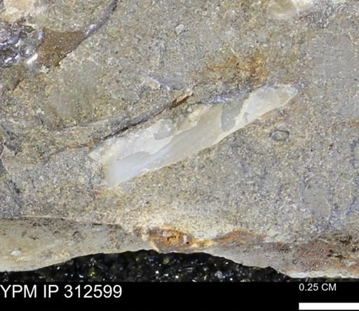 undet. Bivalvia