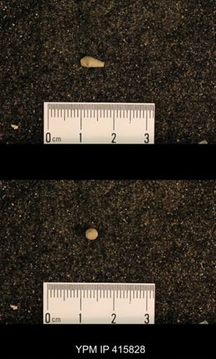 Meekospira choctawensis