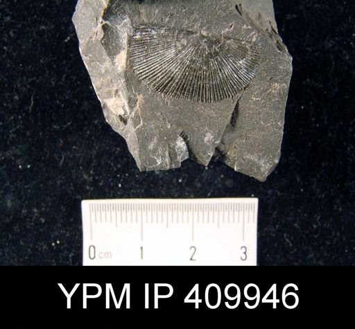 Orthotetes chemungensis