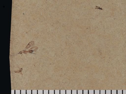 Diptera