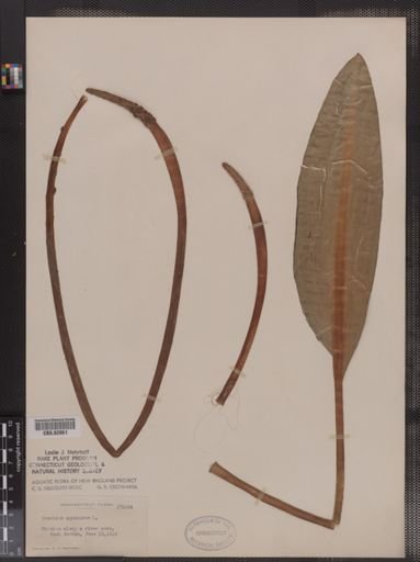 Orontium aquaticum