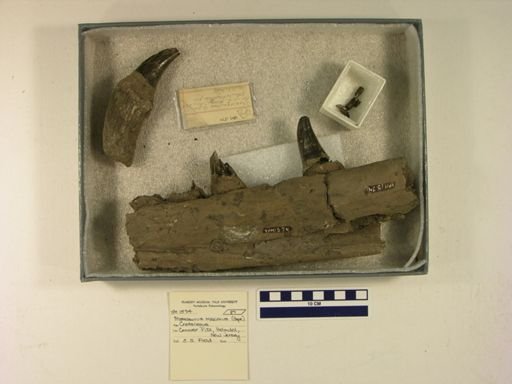 Mosasaurus maximus
