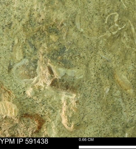 undet. Bivalvia